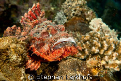 smallscale scorpionfish (scorpaenopsis oxycephala) taken ... by Stephan Kerkhofs 